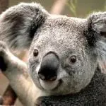 Koala-1